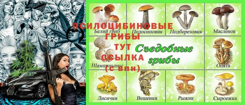 Галлюциногенные грибы Cubensis  как найти   Николаевск 